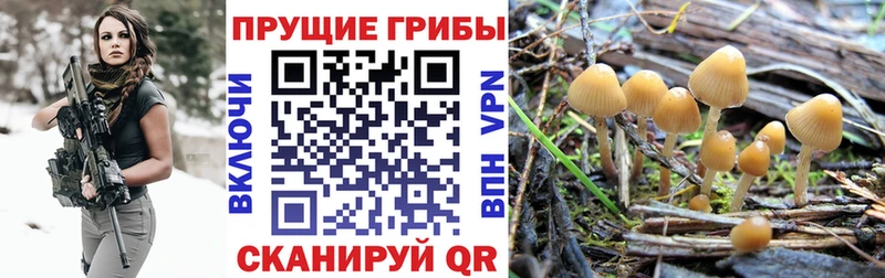 Псилоцибиновые грибы ЛСД  Пугачёв 